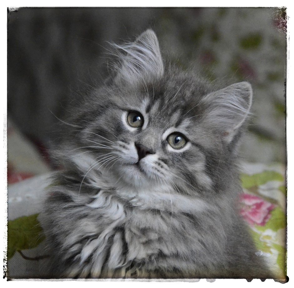 Сибирский котенок подросток