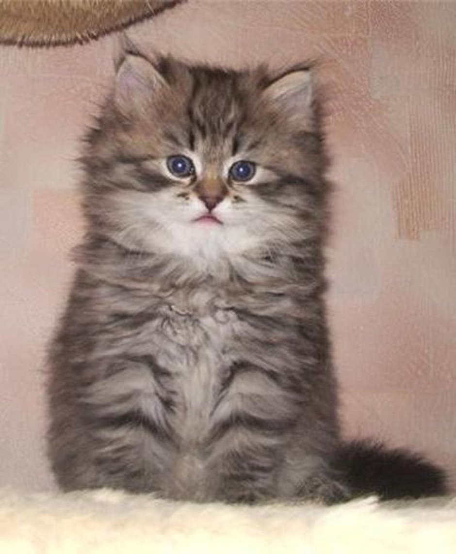 Серый котёнок