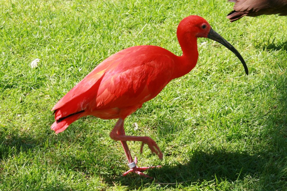 Ибис красный, алый (Eudocimus ruber)