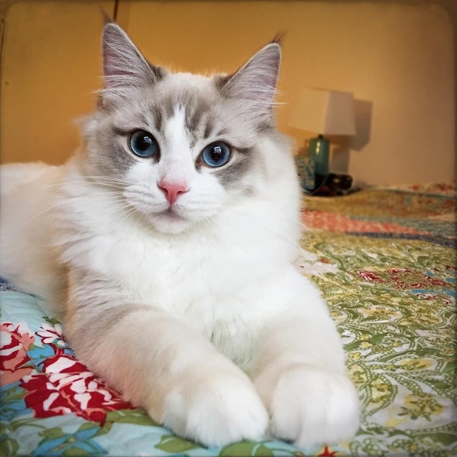 Дружелюбная кошка