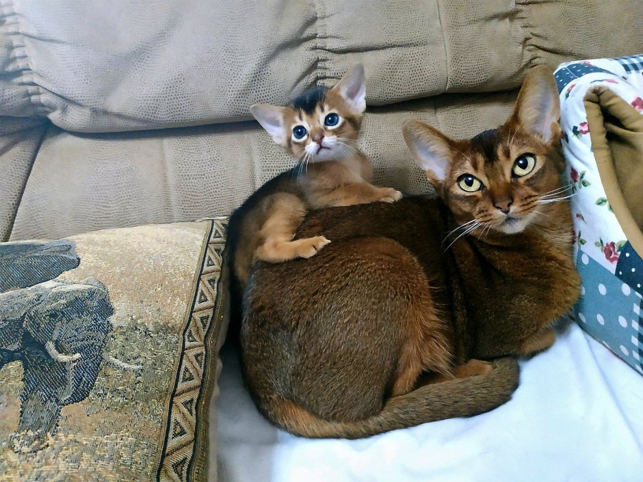Беременная Абиссинская кошка