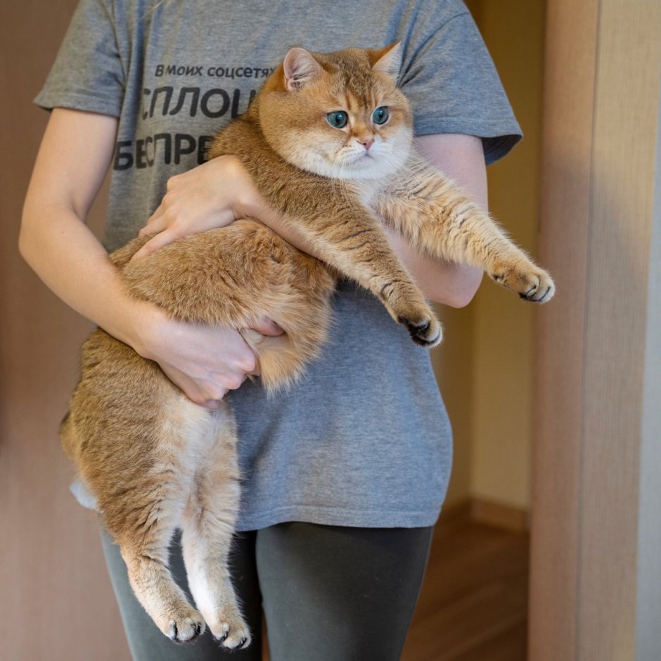 Хосико кот порода