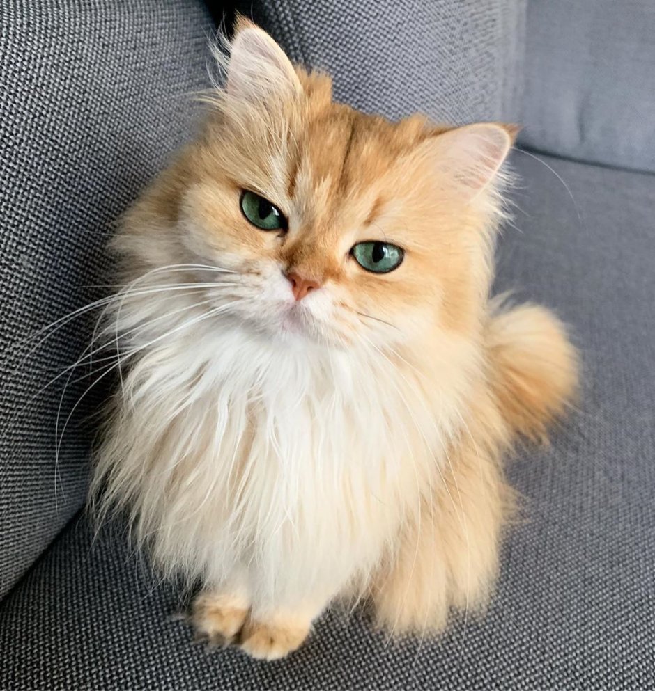 Кошка смузи