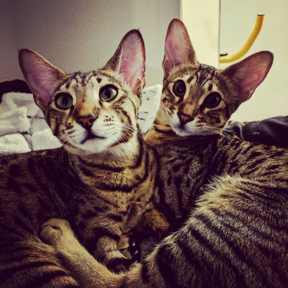 Странные породы котов