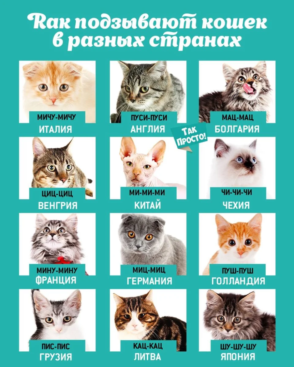 Как подзывают кошек в разных странах мира