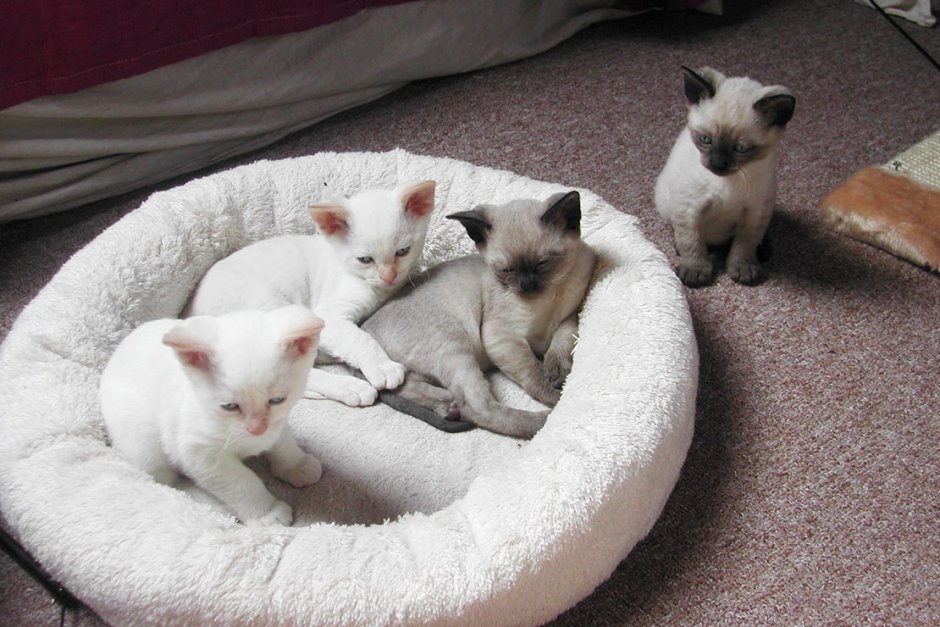 Немецкий котенок
