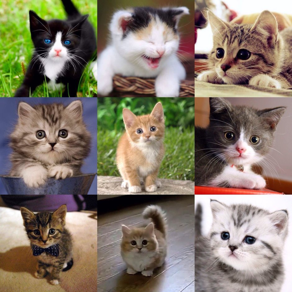 Котята разных пород