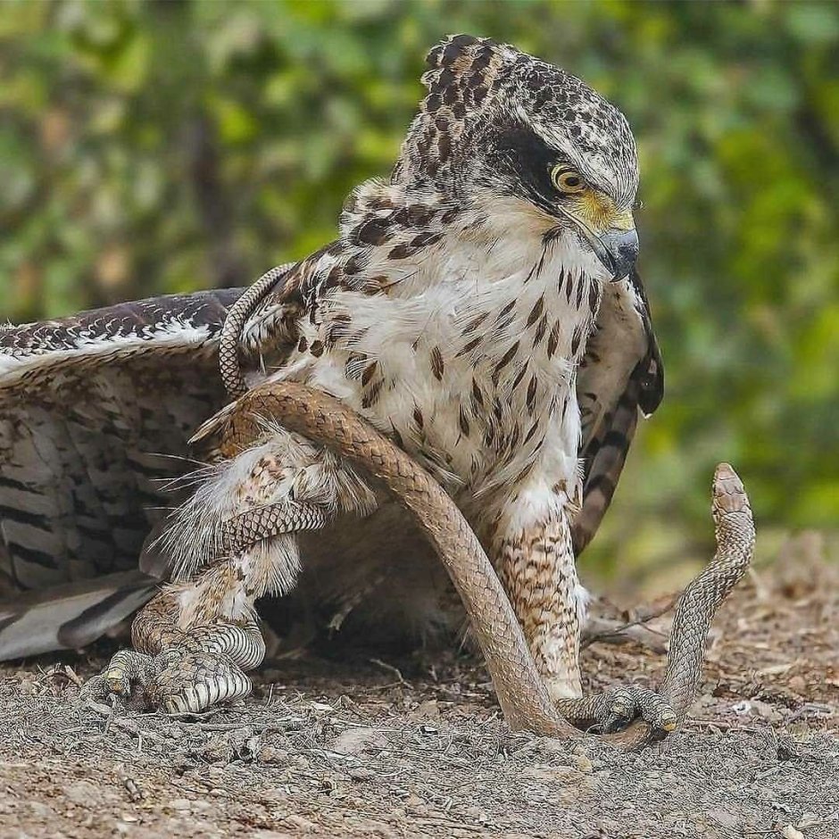 Солнечная цапля в Южной Америке