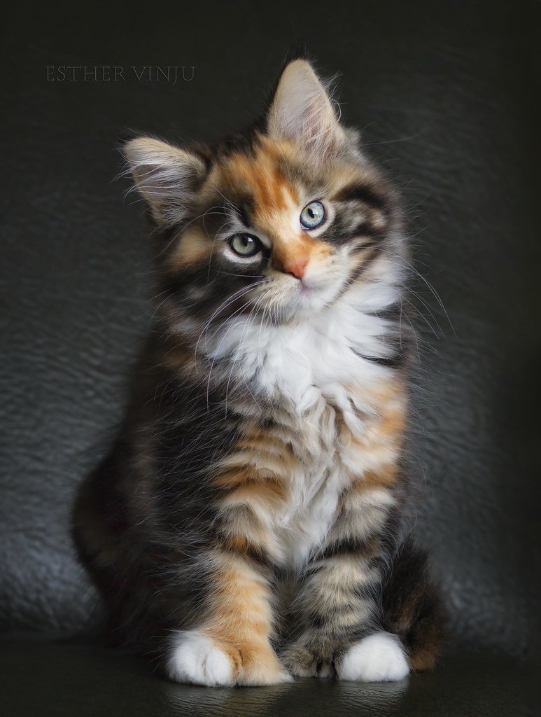 Сибирская Калико кошка