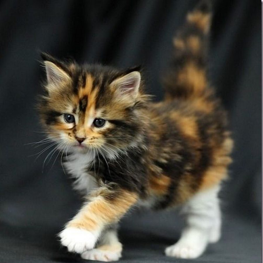 Трехцветные Мейн куны кошки