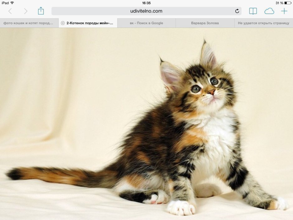 Трёхцветная кошка Мейн кун