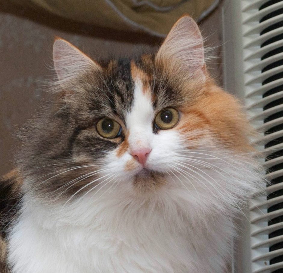 Сибирская кошка трехцветная