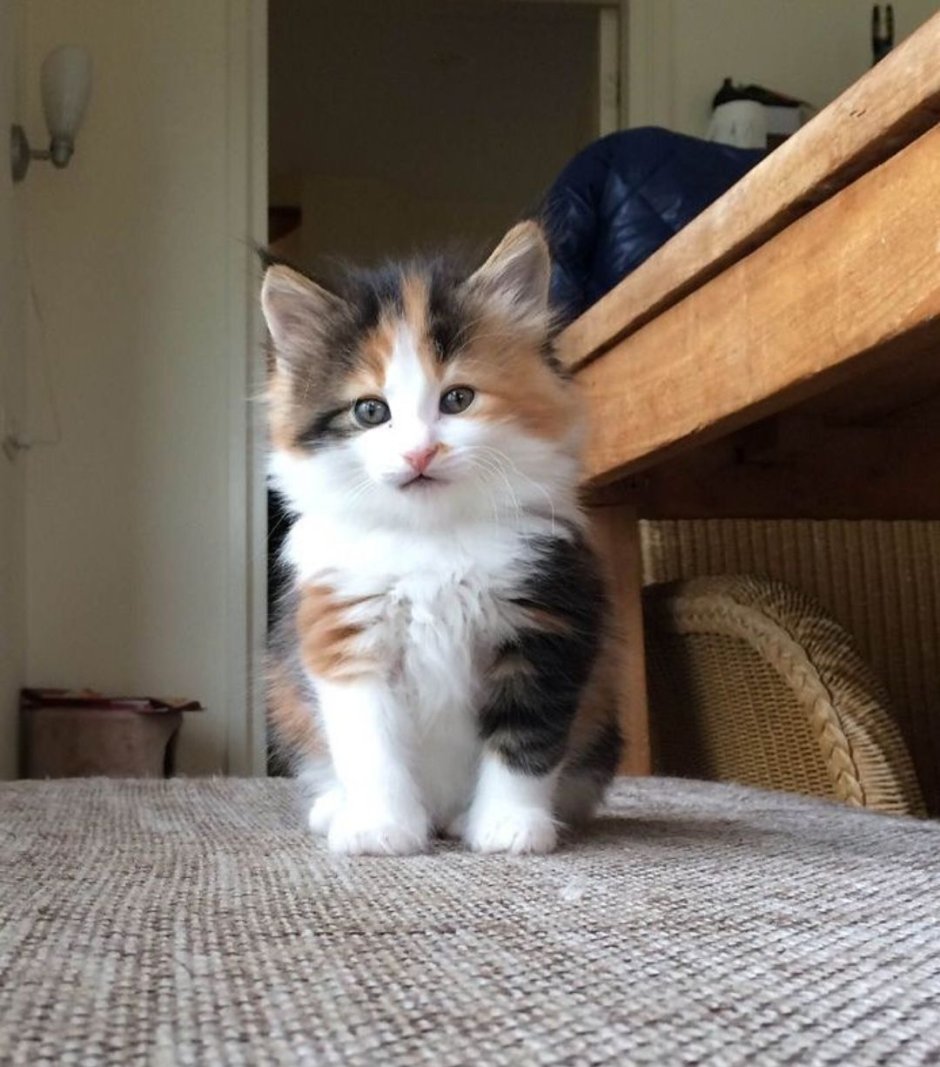 Сибирская трехшерстная кошка