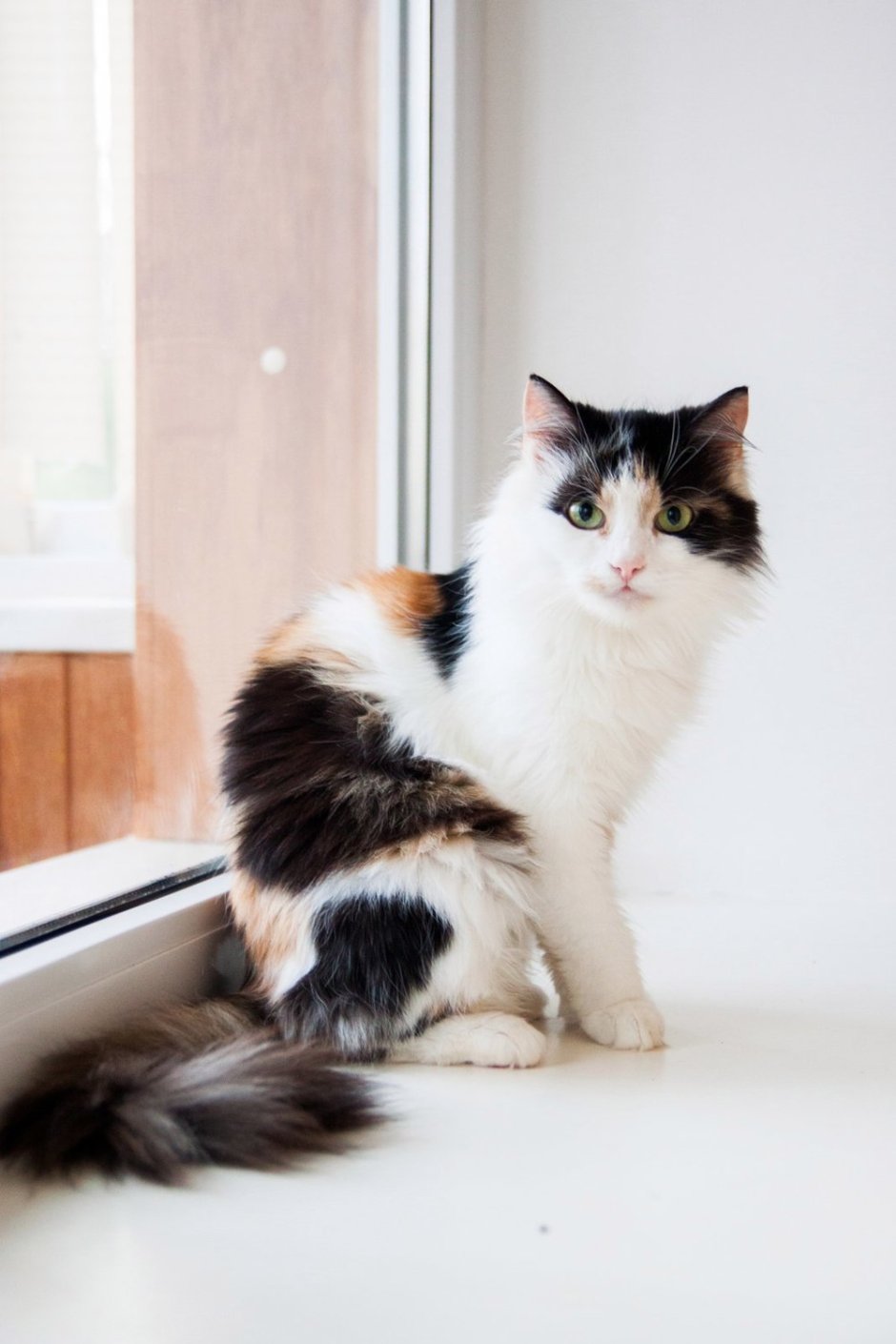 Сибирская трехшерстная кошка