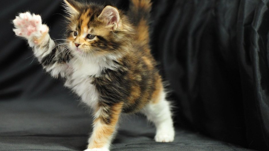 Мейн кун трехцветный котенок