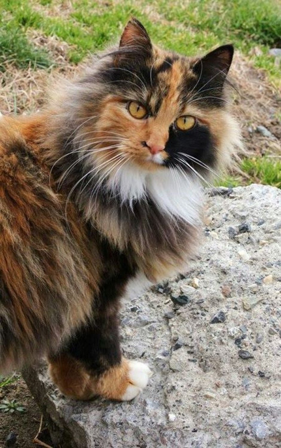 Сибирская черепаховая кошка