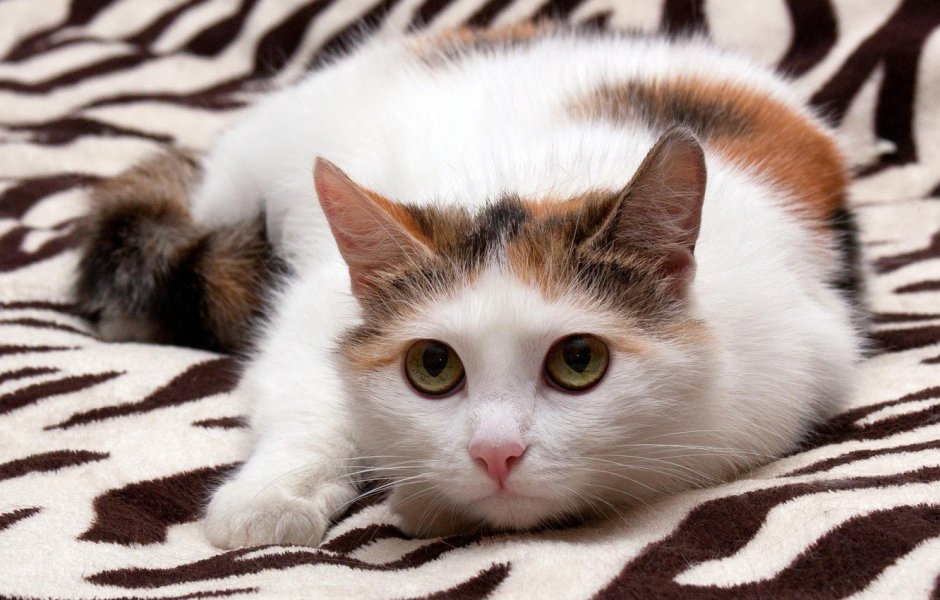 Белая трехцветная кошка