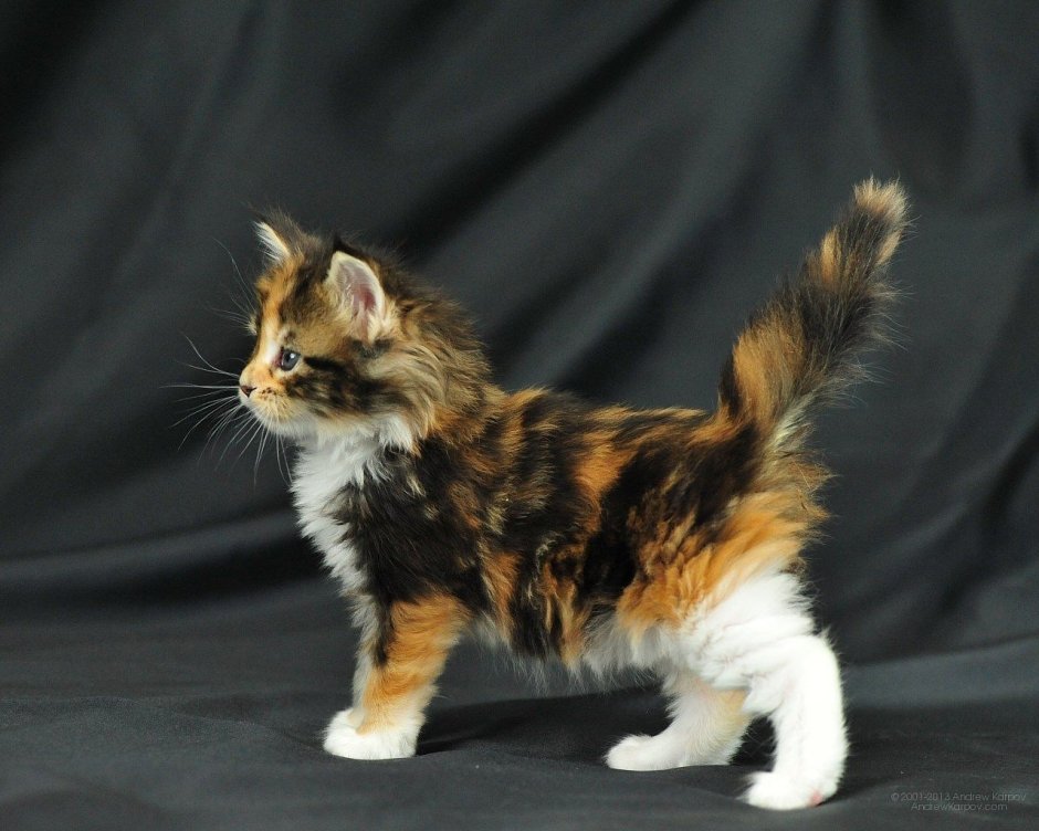 Мейн кун Калико