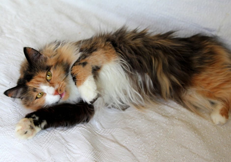 Сибирская черепаховая кошка