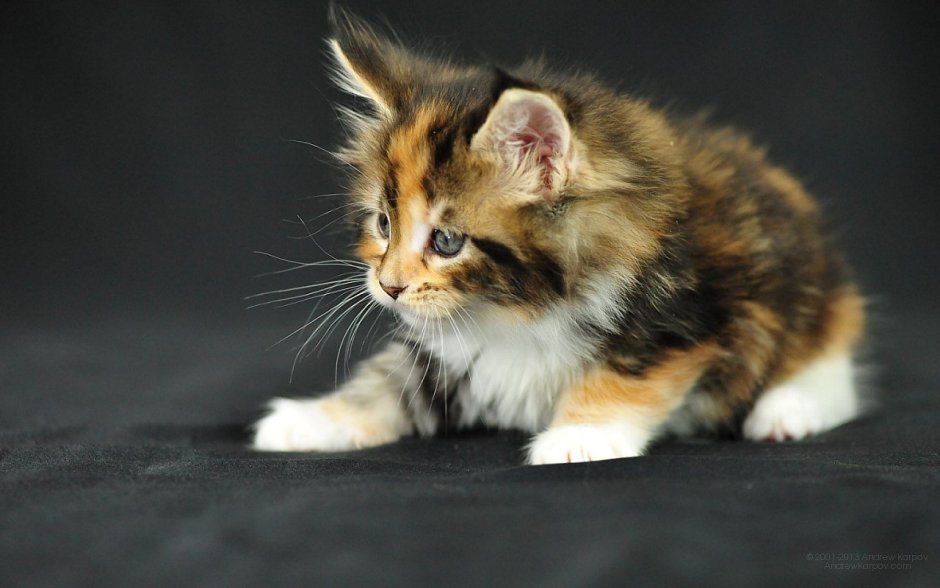 Трёхцветная кошка пушистая