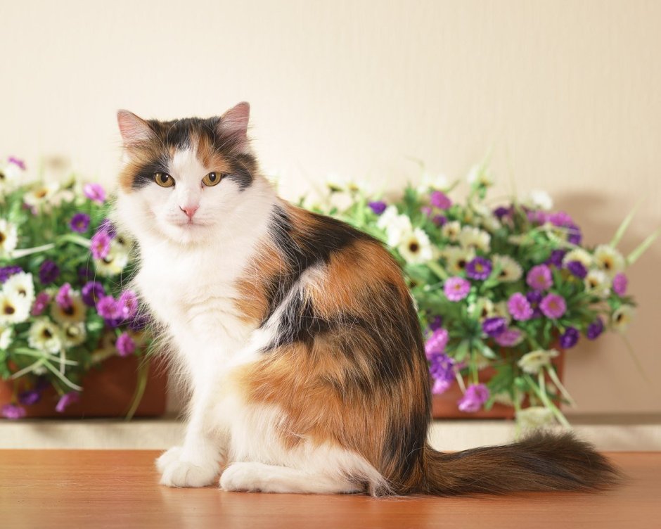 Британская кошка трехцветная