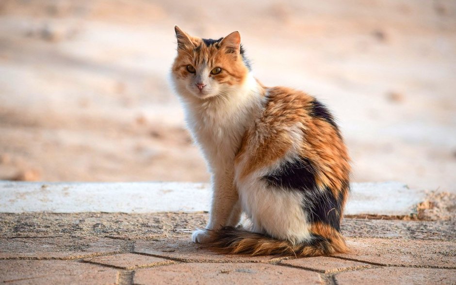 Трехцветная кошка сидит