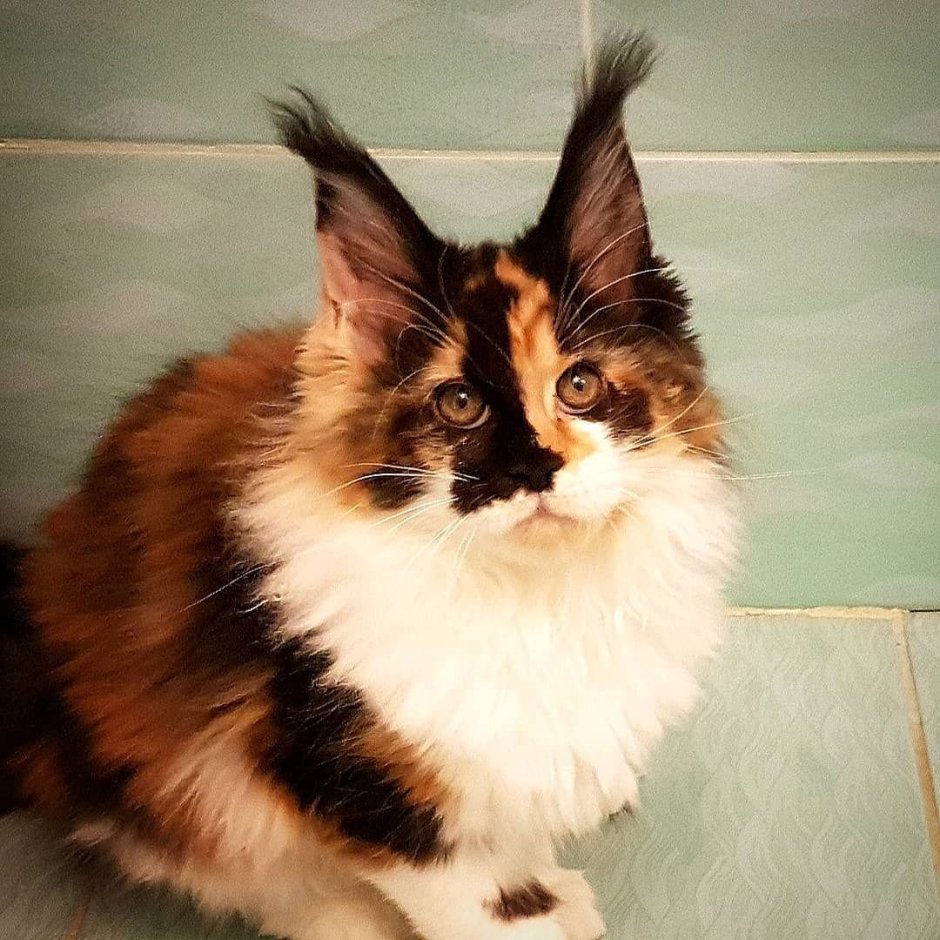 Черепаховая Сибирская Калико