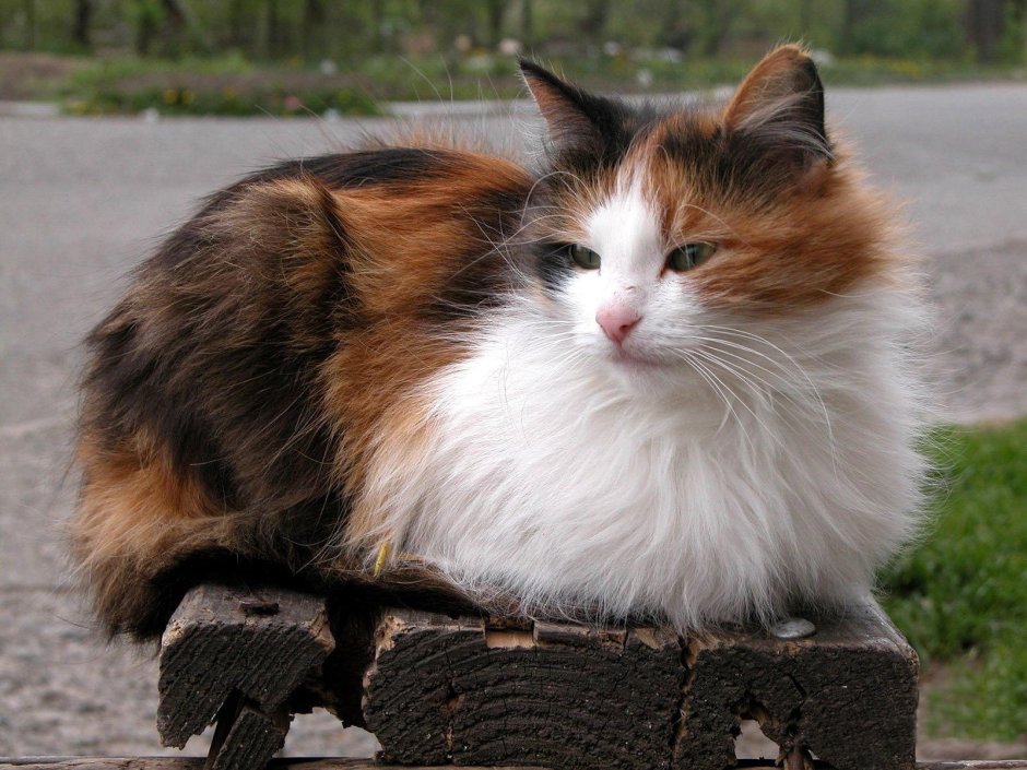 Трёхцветная кошка пушистая