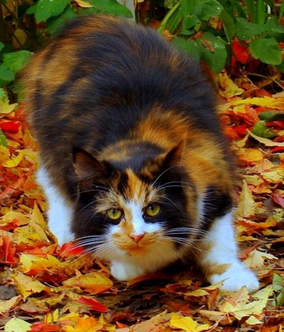 Пестрая кошка