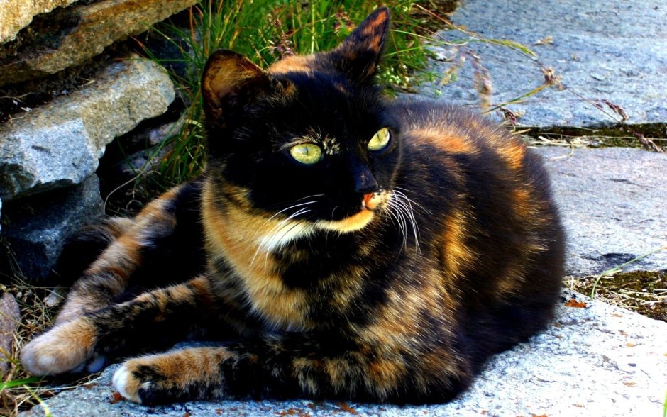 Tortoiseshell Cat порода