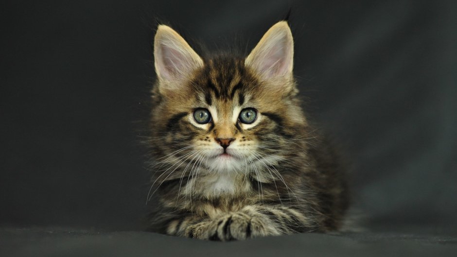 Мейн кун милые