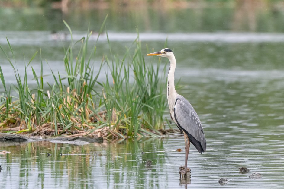 Серая цапля (Ardea cinerea)
