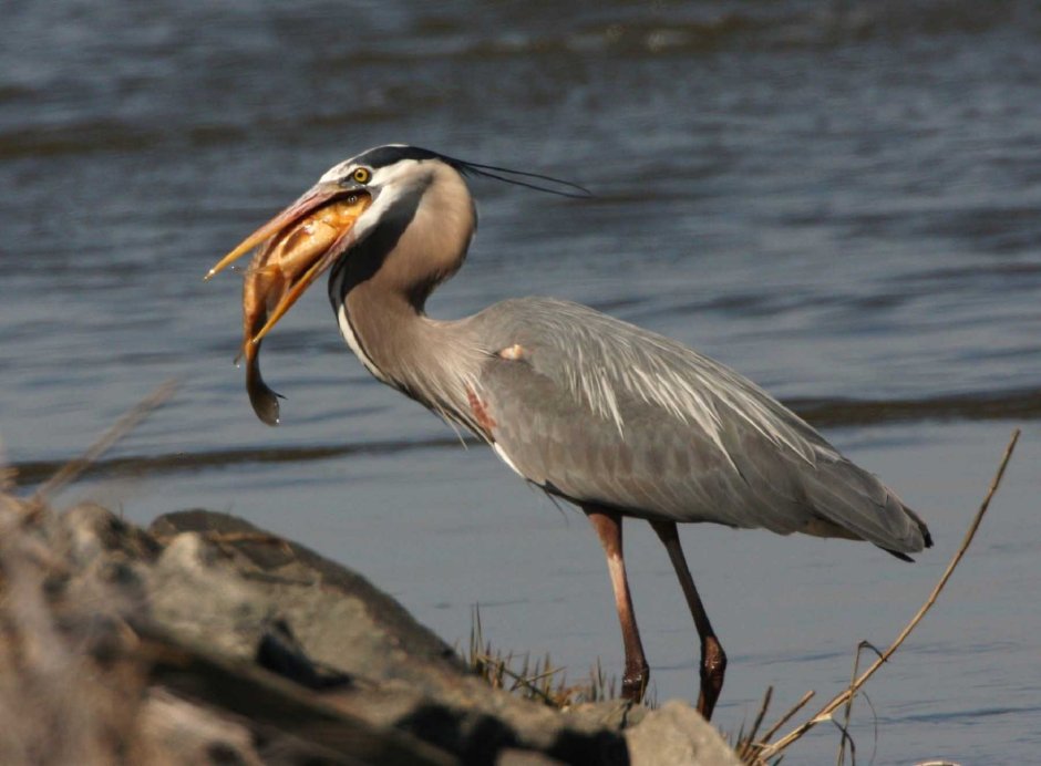 Great Blue Heron