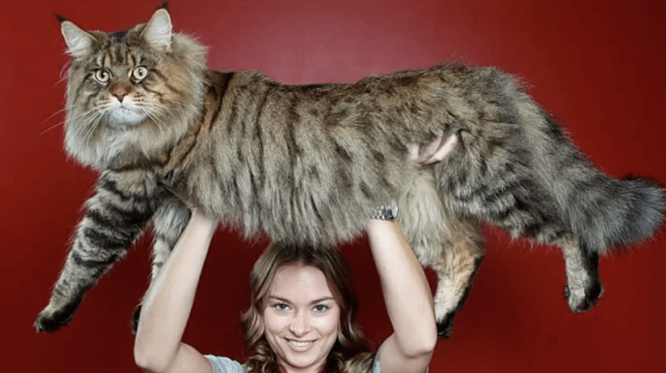 Большой кот Мейн кун