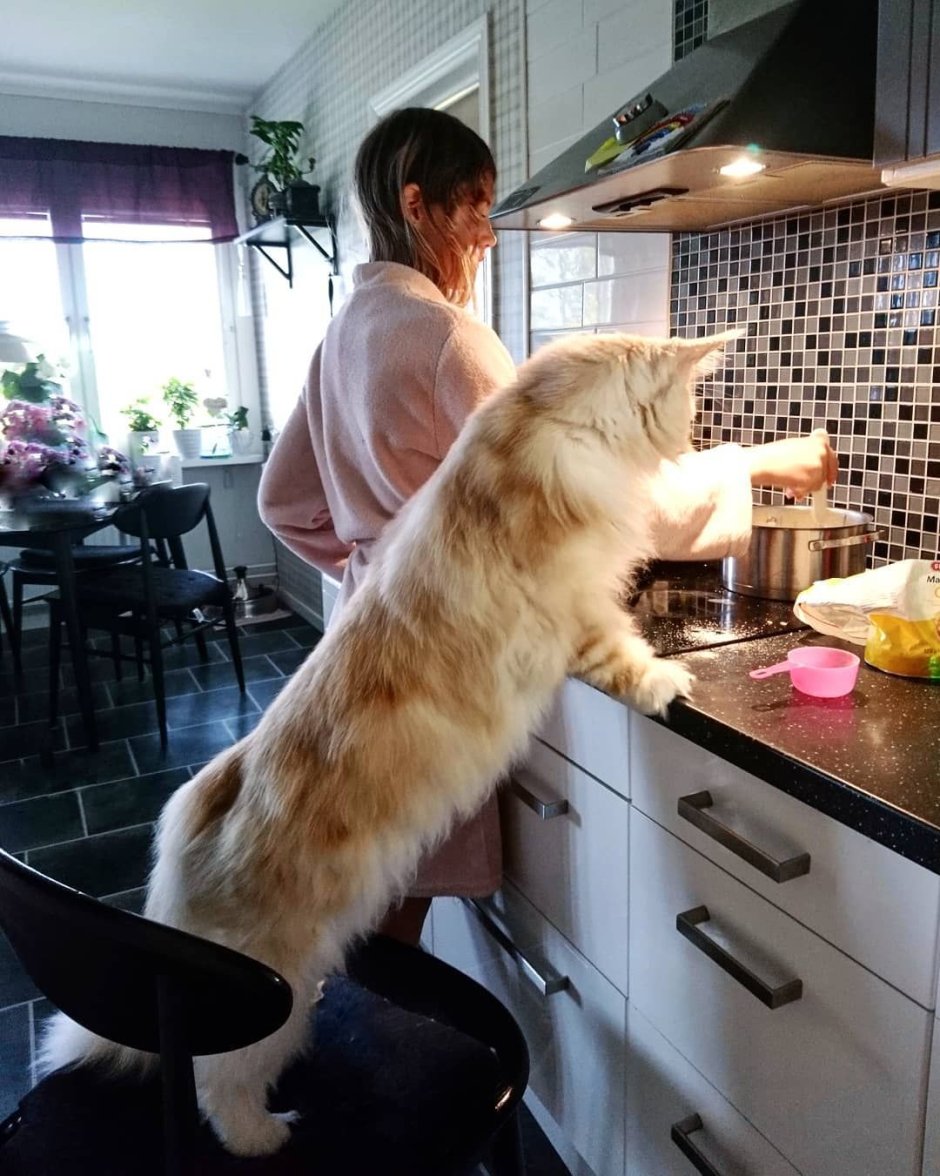 Кот Мейн кун