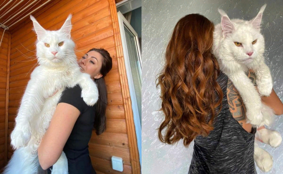 Кот кефир Мейн кун