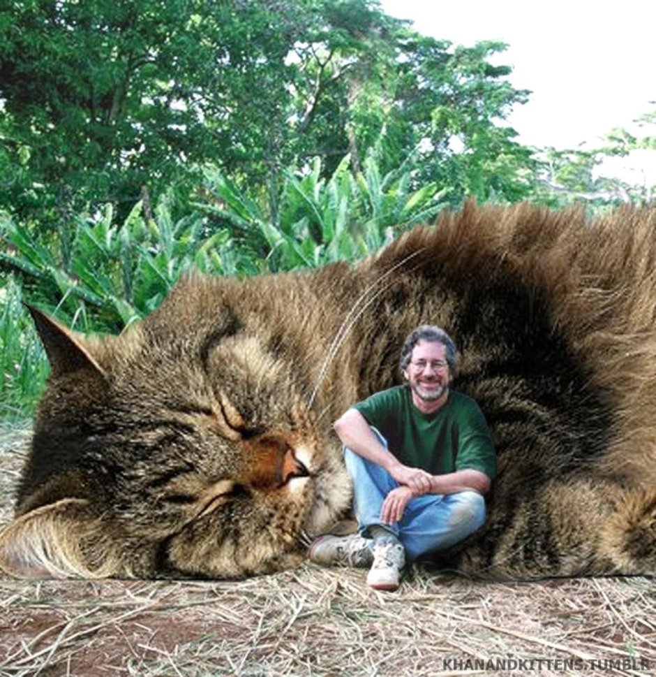 Огромная кошка