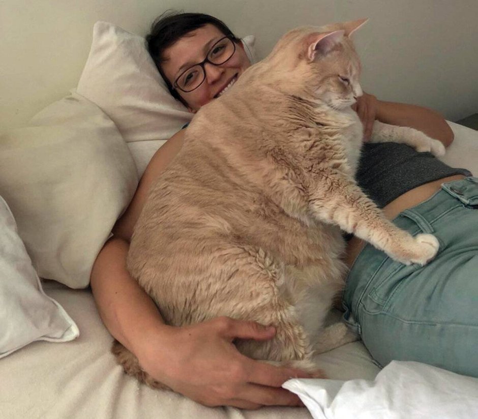 Толстый кот