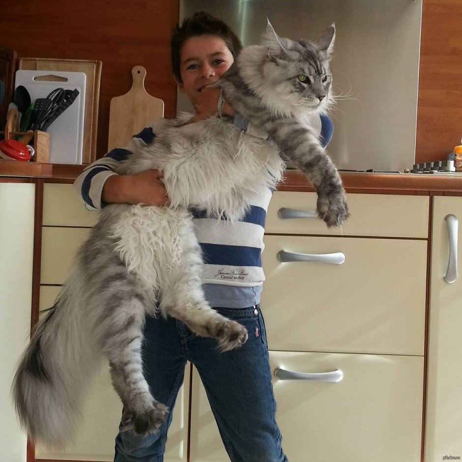 Мейн кун Паши воли