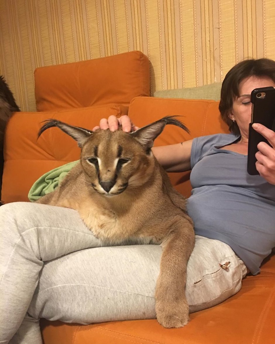 Каракал Гоша Шлеппа