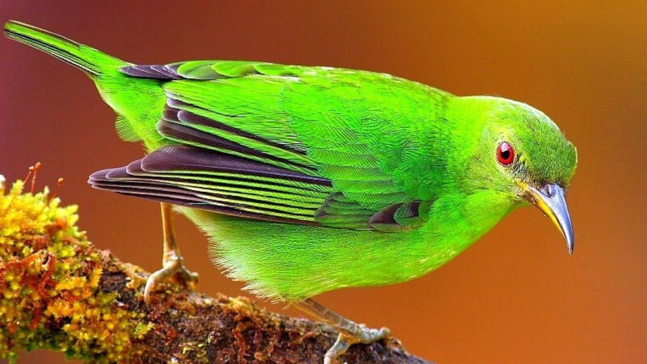 Chlorophonia cyanea