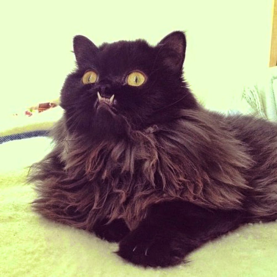 Перс экзот экстремал черный