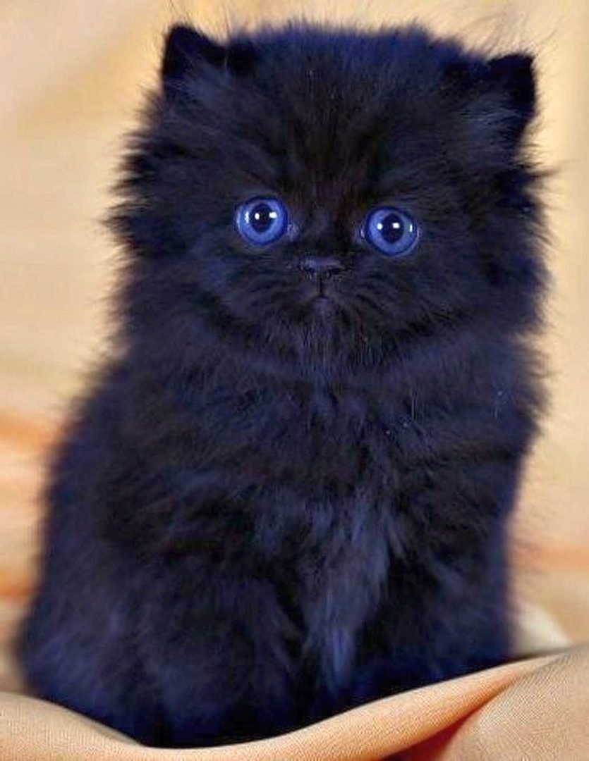 Черный пушистый кот на белом фоне