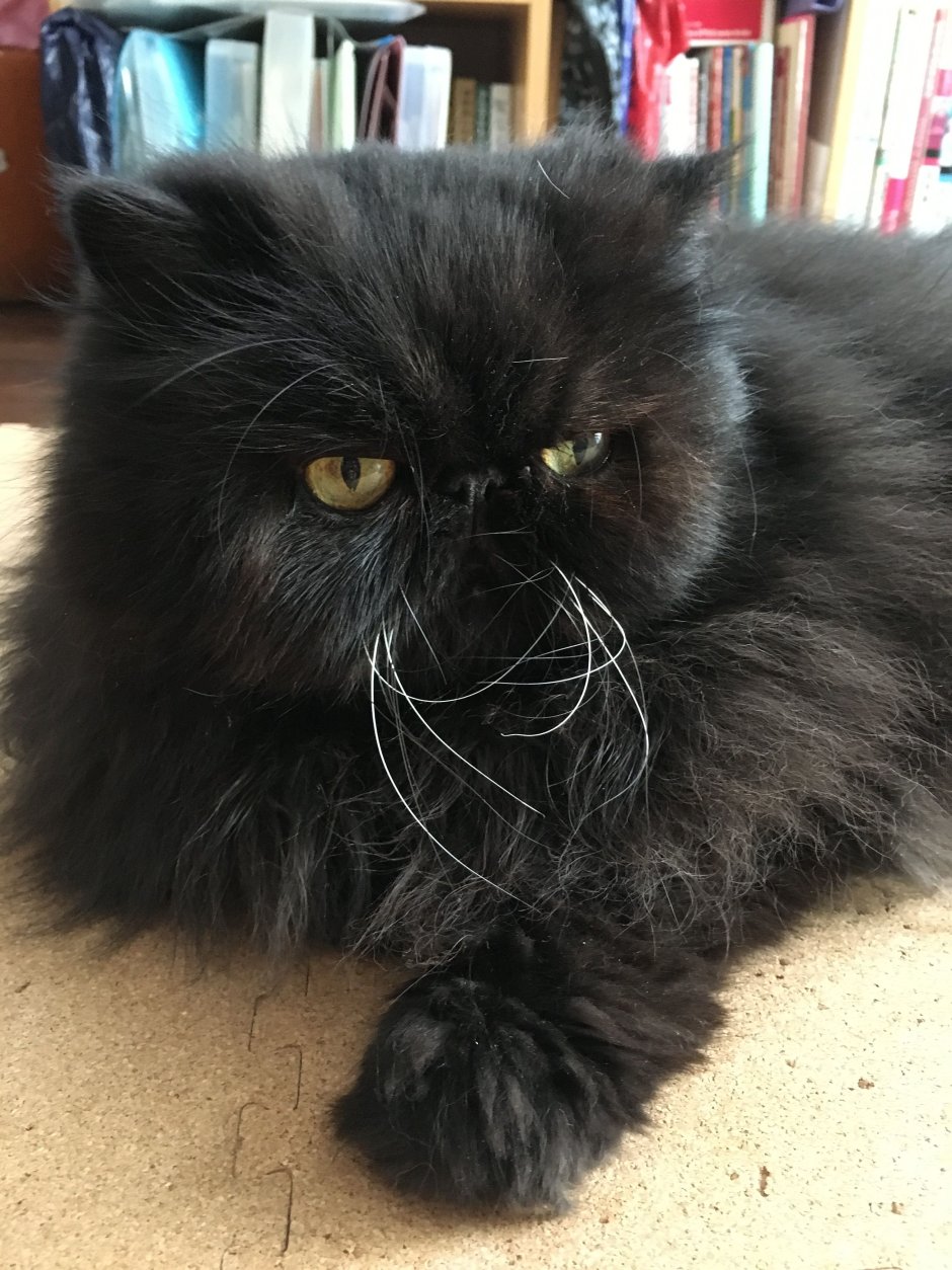 Персидская шиншилла кошка черная