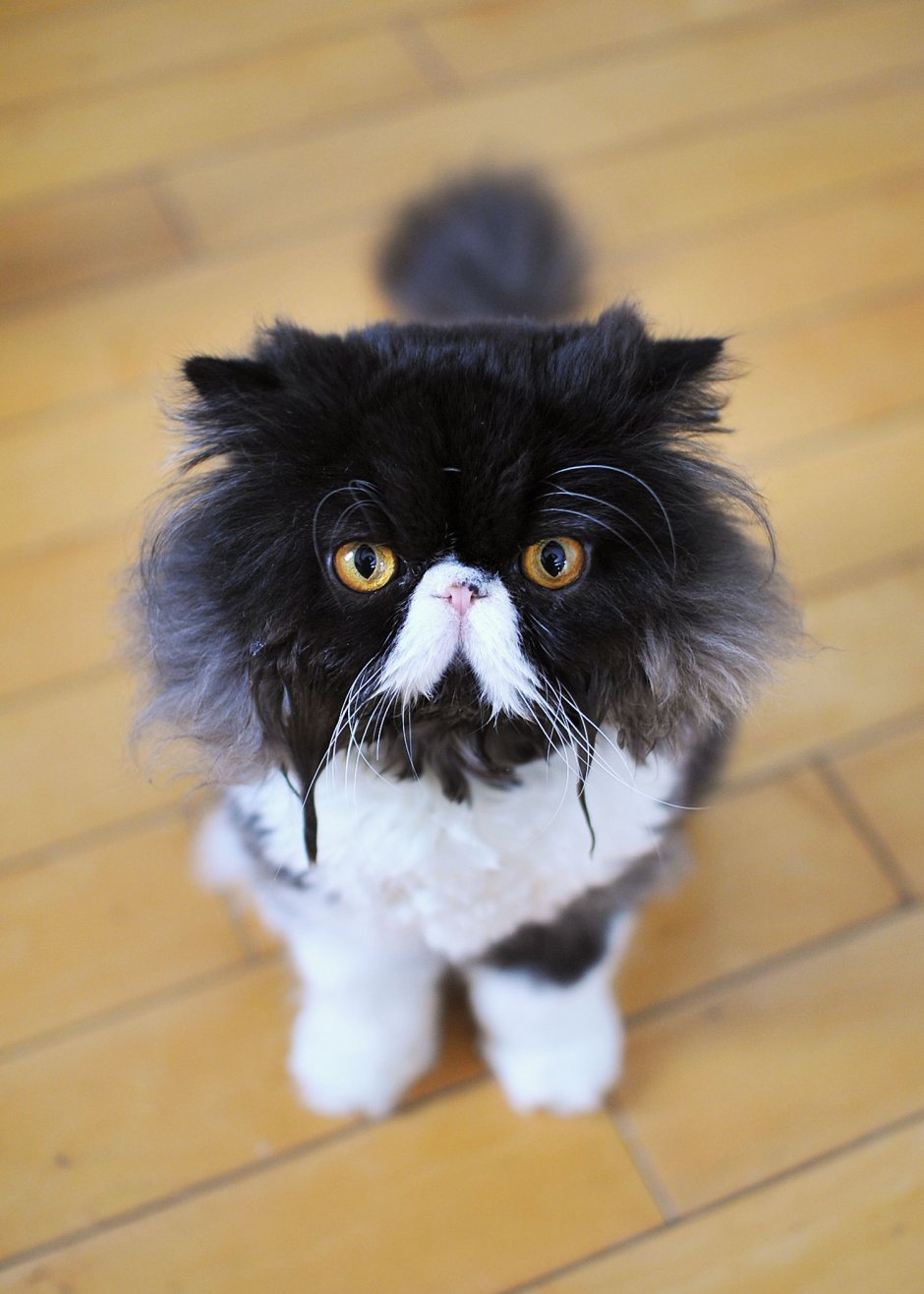 Персидская кошка черно белая