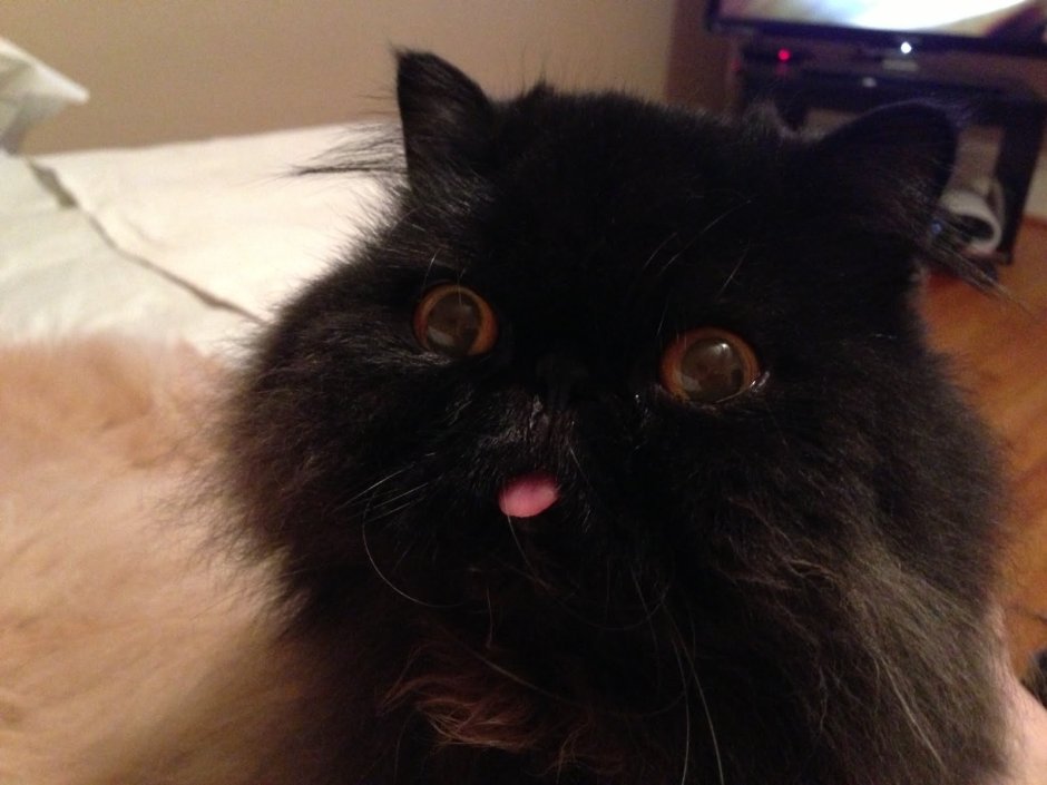 Кот перс черный