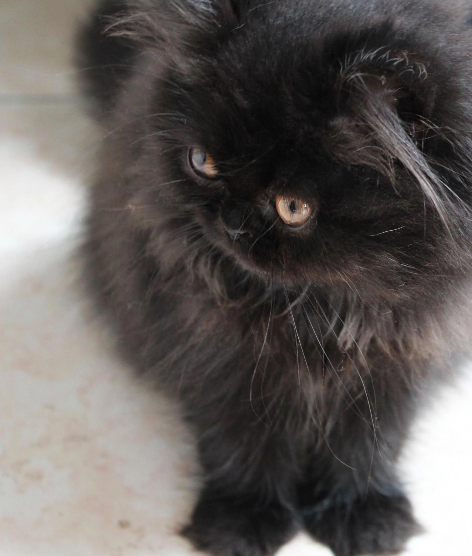Персидский кот черный