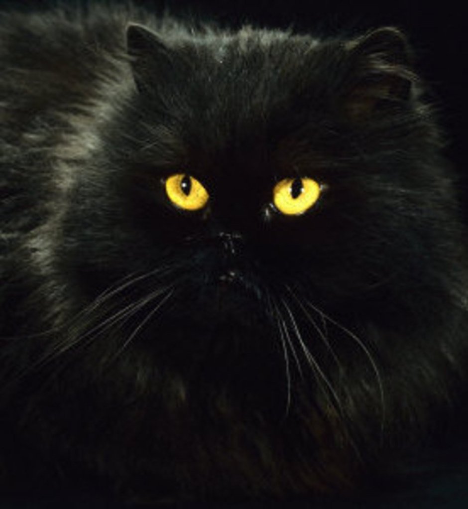 Кот в украшениях