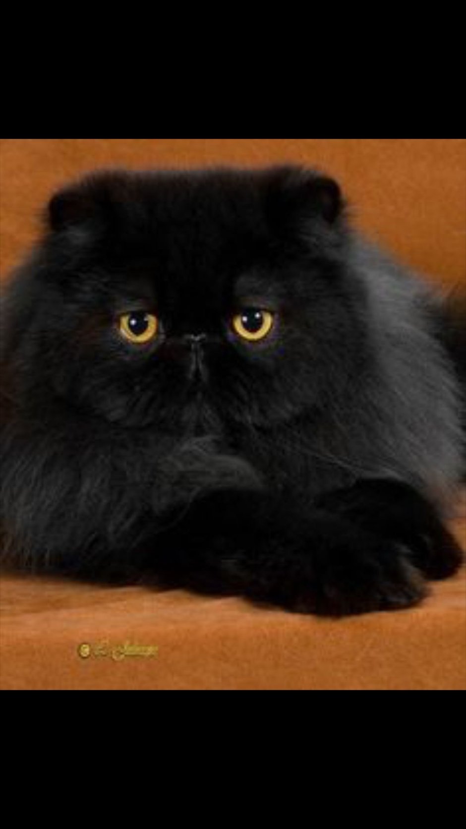 Кот экзот длинношерстный черный