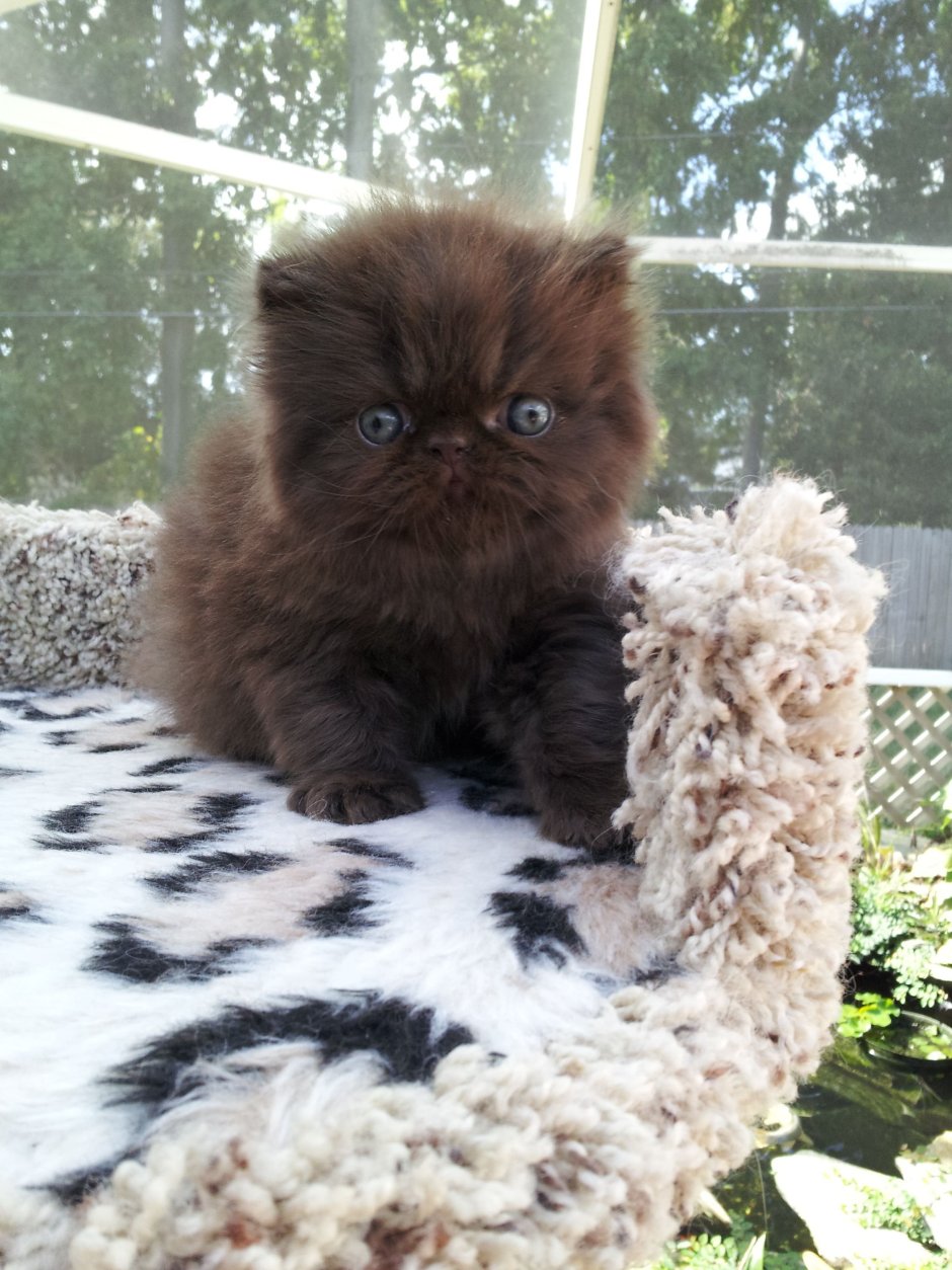 Черный персидский котенок